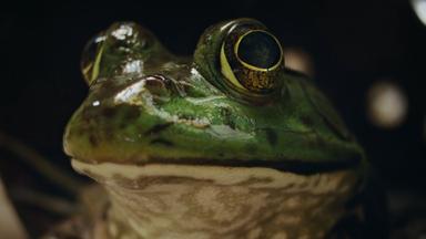 Naturaleza de pesadilla 1x2