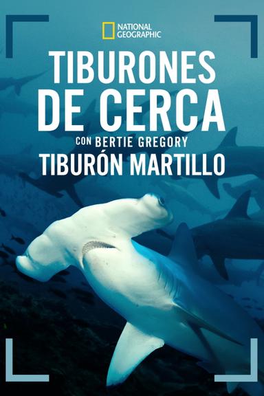 Tiburones martillo en primer plano con Bertie Gregory
