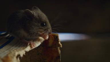 Naturaleza de pesadilla 1x3