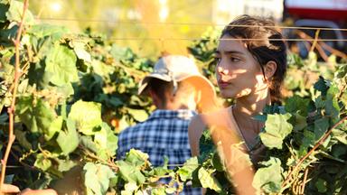 Tierra de oportunidades 1x5