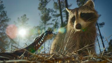 Naturaleza de pesadilla 1x1